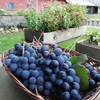 Naturpark i Jylland med grønne og rolige omgivelser