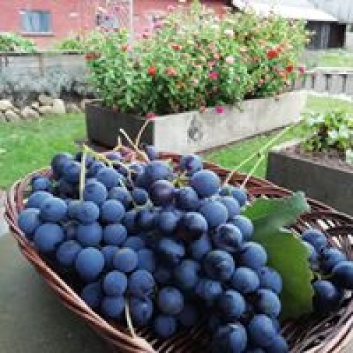 Naturpark i Jylland med grønne og rolige omgivelser