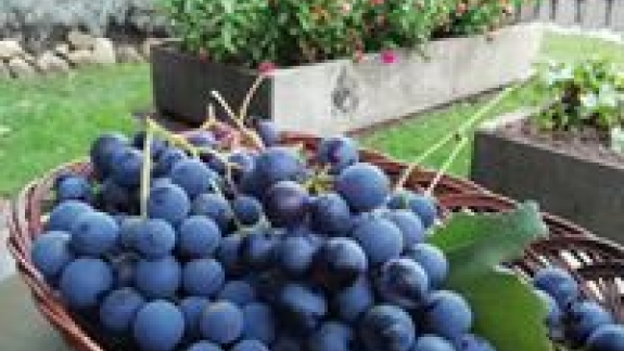 Naturpark i Jylland med grønne og rolige omgivelser