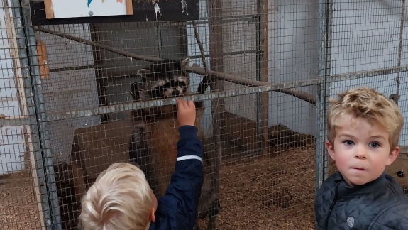 Fantastiske oplevelser for børn i Jylland med dyr