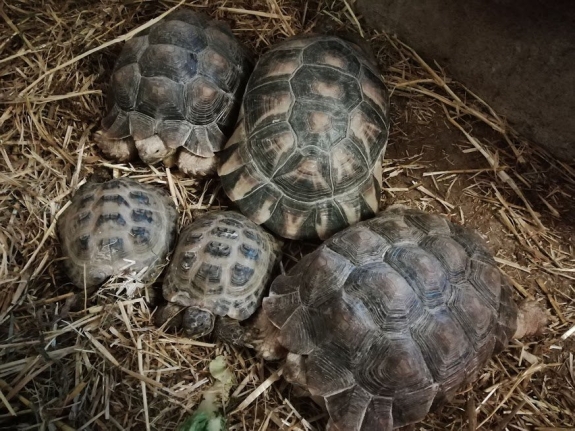 Dyrepark med skildpadder