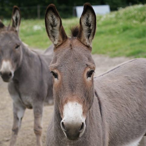 Enghave dyrepark